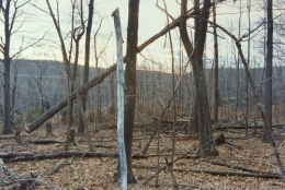 Leaning Tree, 2004, c-print