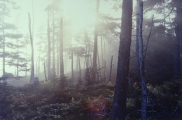 Brunswick Forest, 2004, c-print