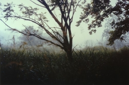 Night Tree, 2004, c-print